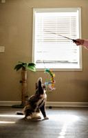 20240225smores-the-cat-hc31