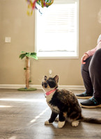 20240225smores-the-cat-hc29