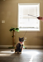 20240225smores-the-cat-hc32