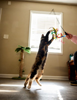 20240225smores-the-cat-hc34