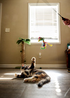 20240225smores-the-cat-hc36