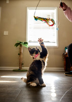 20240225smores-the-cat-hc38