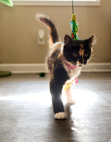 20240225smores-the-cat-hc41