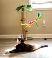 20240225smores-the-cat-hc42