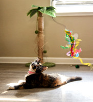 20240225smores-the-cat-hc44