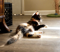 20240225smores-the-cat-hc46