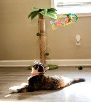 20240225smores-the-cat-hc43
