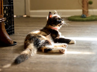 20240225smores-the-cat-hc47