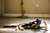 20240225smores-the-cat-hc49