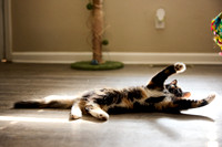 20240225smores-the-cat-hc52