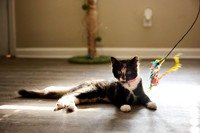 20240225smores-the-cat-hc54