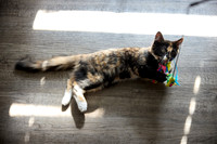 20240225smores-the-cat-hc55