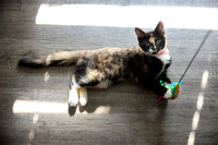 20240225smores-the-cat-hc58