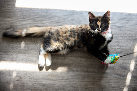 20240225smores-the-cat-hc62
