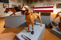20220130war-dogs-hc-hc34