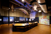 20240228narwhal-hc117