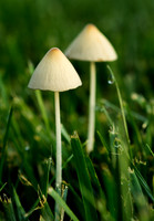 20160603mushroom-hc3c