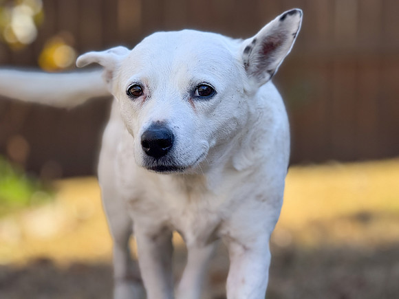 20250117belle-hc299