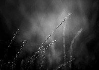 20160514cu-grass-hcbw