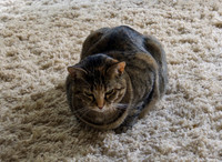 20250629kitkat-hc116