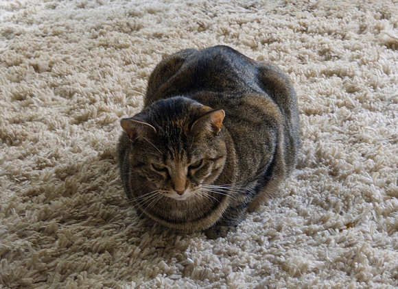 20250629kitkat-hc116