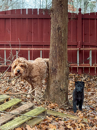 20250127silvagio-pups-hc11