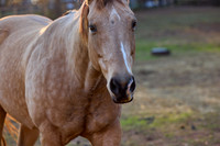 20241125princess-hc2004