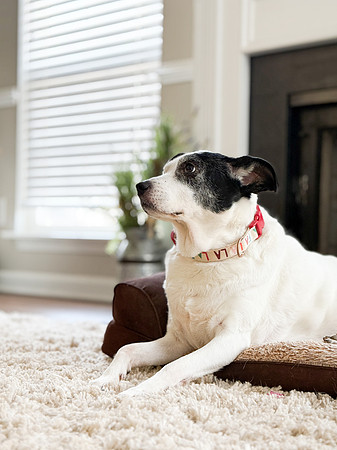 20250319daisy-hc068