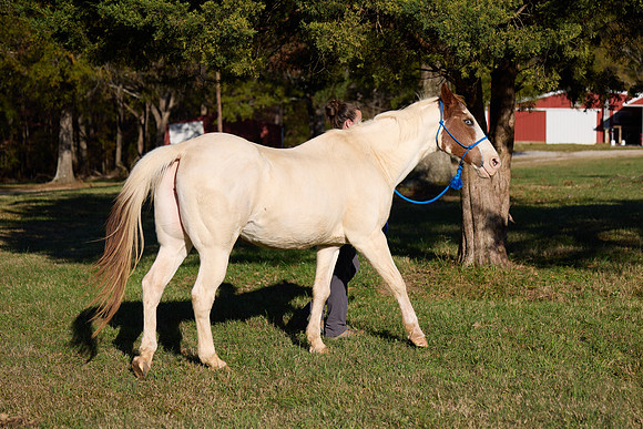 20241125princess-hc0310