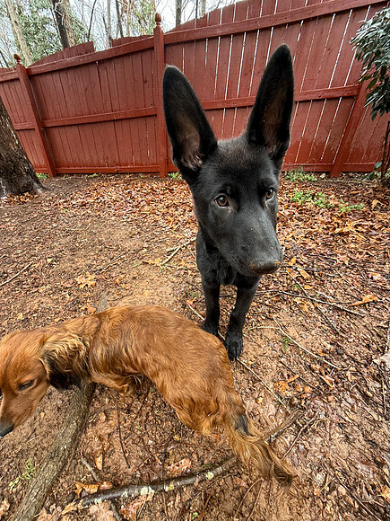 20250310chloe-critters-hc035