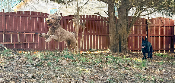 20250312polly-aj-willie-hc080