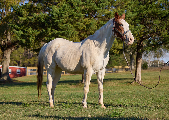 20241125princess-hc0698