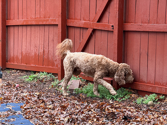 20250310chloe-critters-hc026