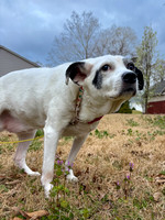 20250320daisy-hc076