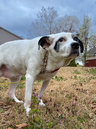 20250320daisy-hc076