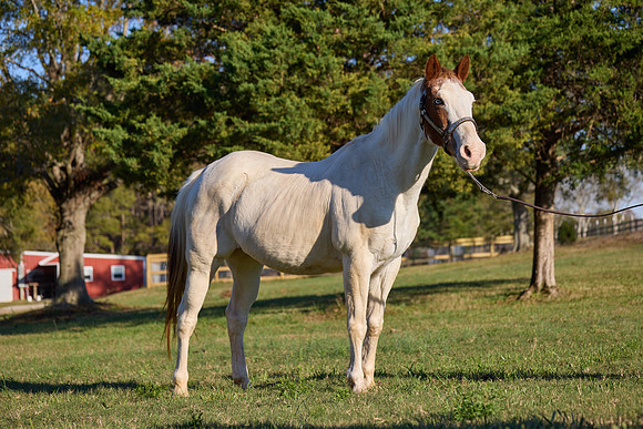 20241125princess-hc0691