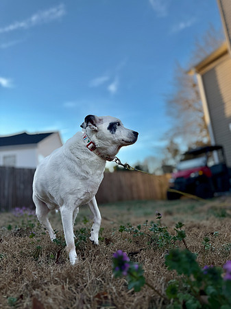 20250319daisy-hc062
