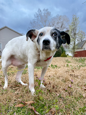 20250320daisy-hc078