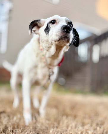 20250319daisy-hc055