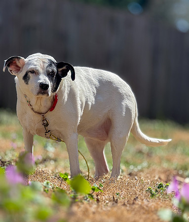 20250319daisy-hc066