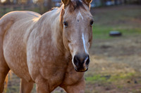 20241125princess-hc2003