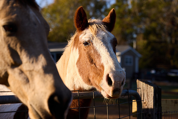 20241125princess-hc1539