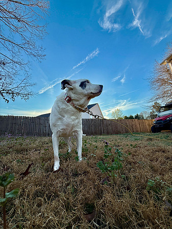 20250319daisy-hc060
