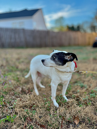 20250319daisy-hc063