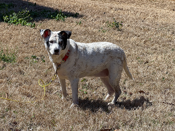20250321daisy-hc108