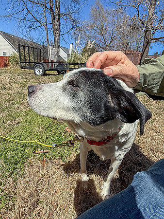 20250321daisy-hc103
