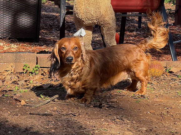 20250312polly-aj-willie-hc076