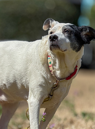 20250319daisy-hc065