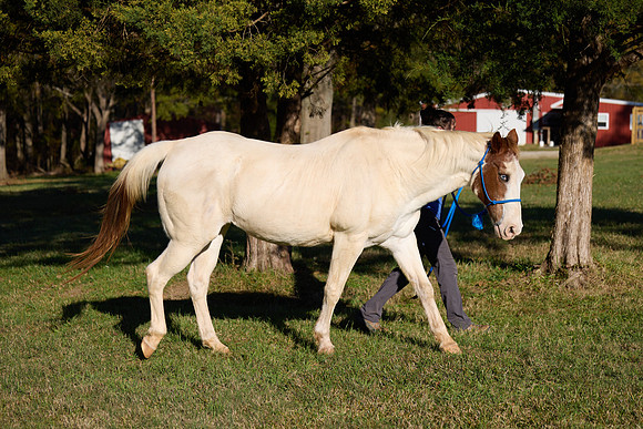 20241125princess-hc0314