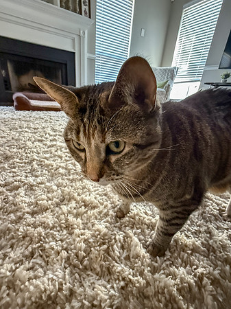 20250321kitkat-hc116